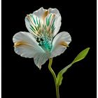 Alstroemeria