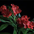 Alstroemeria...