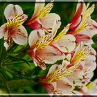 Alstroemeria