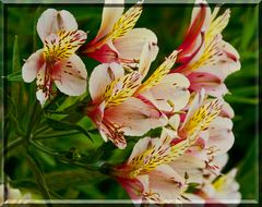 Alstroemeria