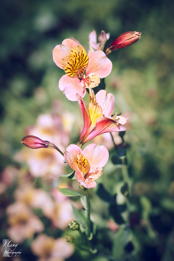  Alstroemeria 