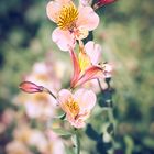  Alstroemeria 