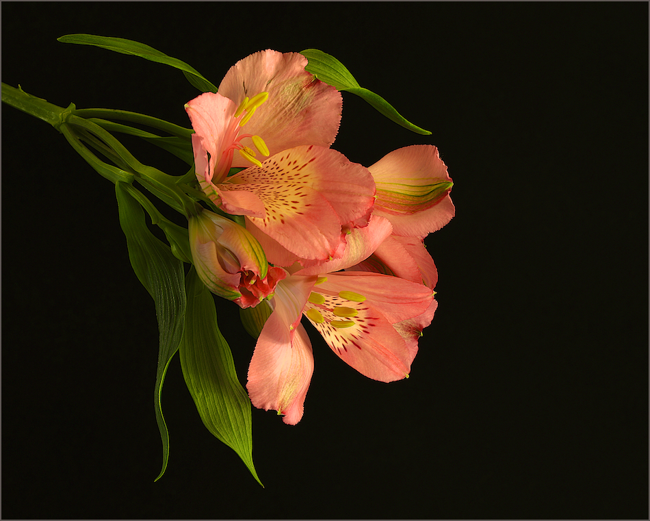 Alstroemeria...