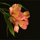 Alstroemeria...