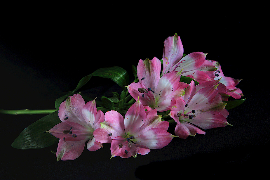 Alstroemeria...