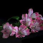 Alstroemeria...