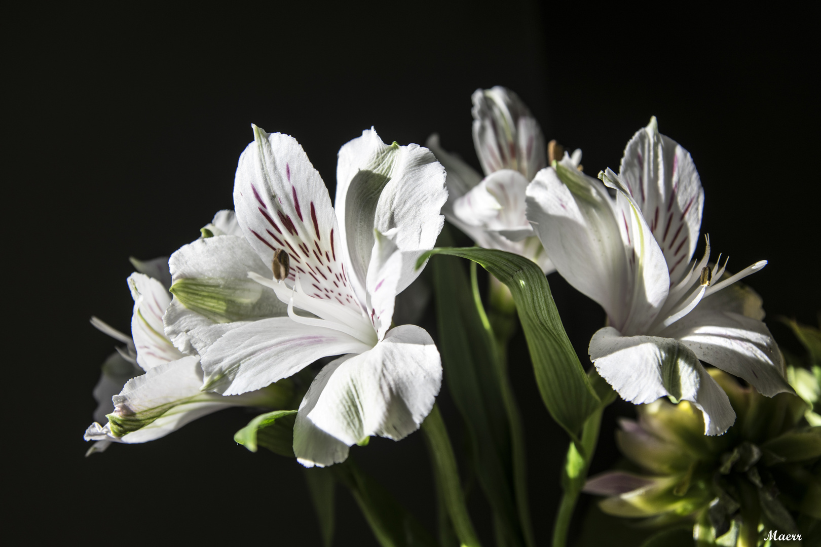 Alstroemeria