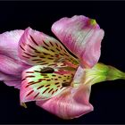 Alstroemeria