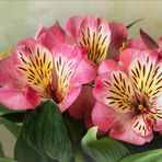 Alstroemeria - Inkalilie...