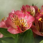 Alstroemeria - Inkalilie...  II.