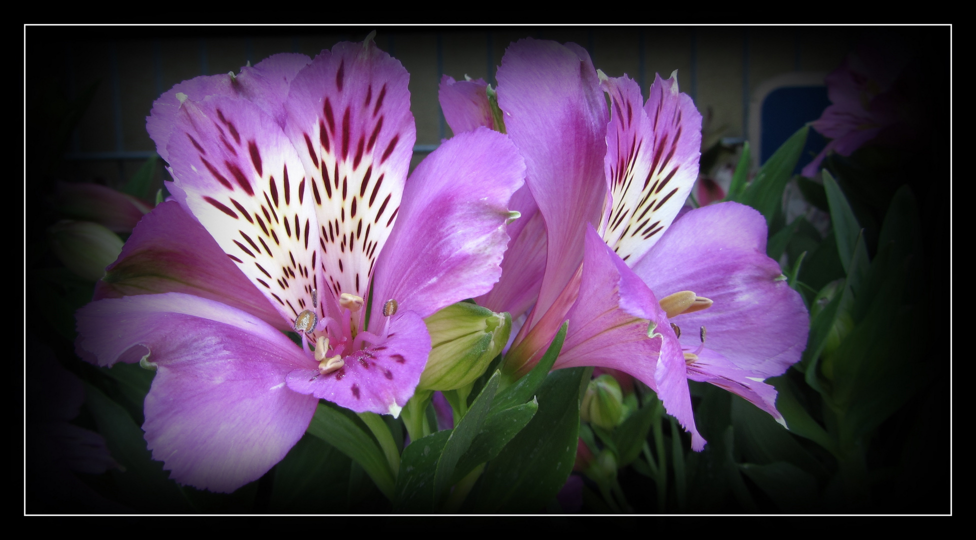 Alstroemeria Inticancha