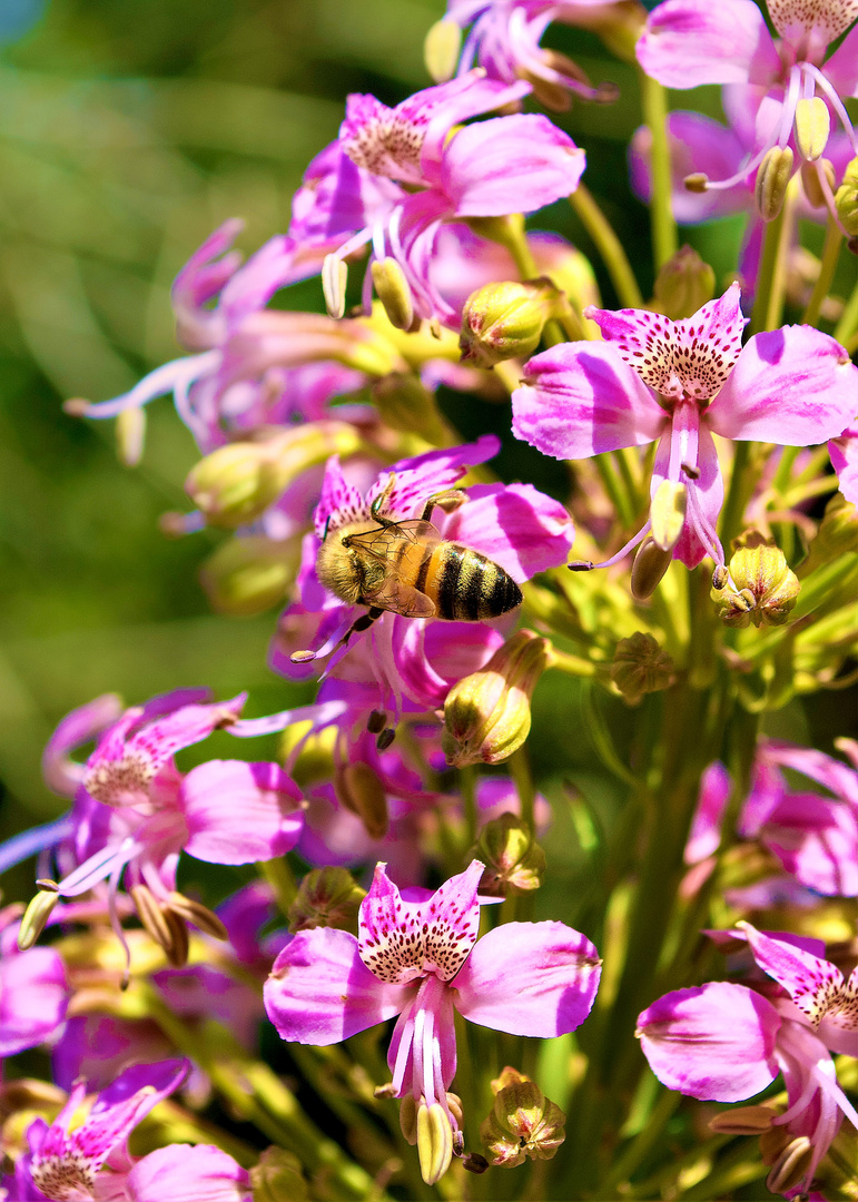 Alstroemeria revoluta con abeja