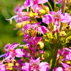 Alstroemeria revoluta con abeja