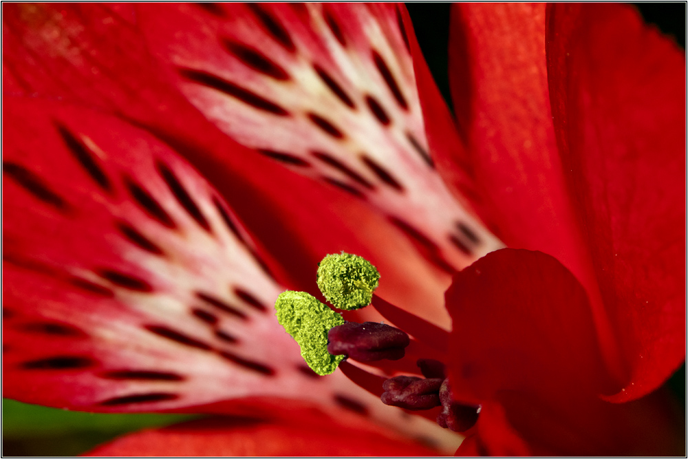 Alstroemeria(Inkalilien) Foto & Bild pflanzen, pilze & flechten