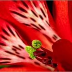 Alstroemeria(Inka-lilien)