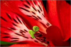 Alstroemeria(Inka-lilien)