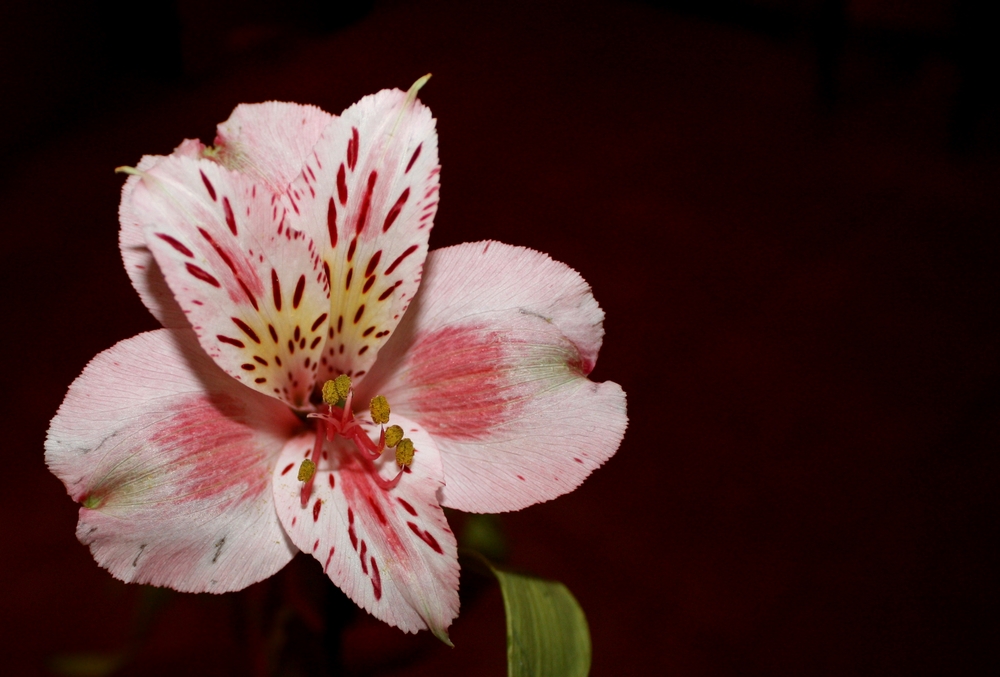 Alstroemeria...open heart