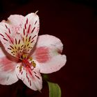 Alstroemeria...open heart