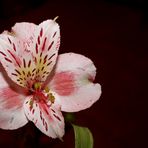 Alstroemeria...open heart