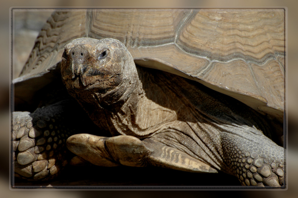 alt, älter am ältesten - Landschildkröte