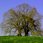 Alt Baum / Frühling