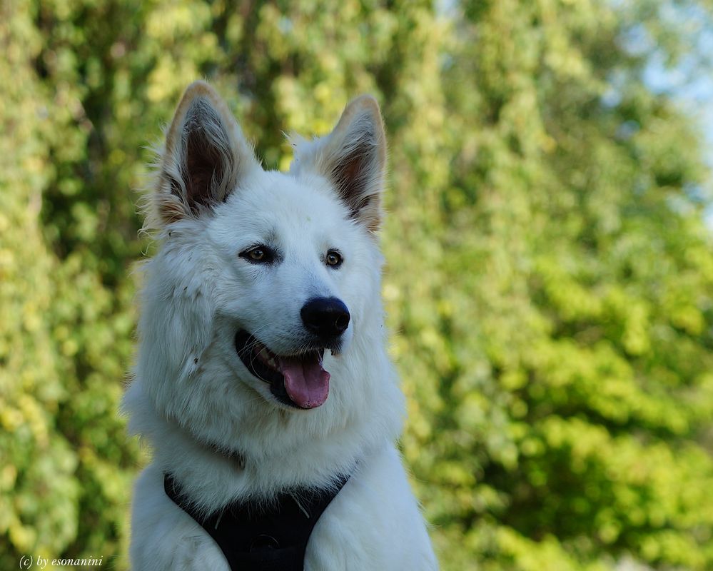 Alt deutscher Schäferhund