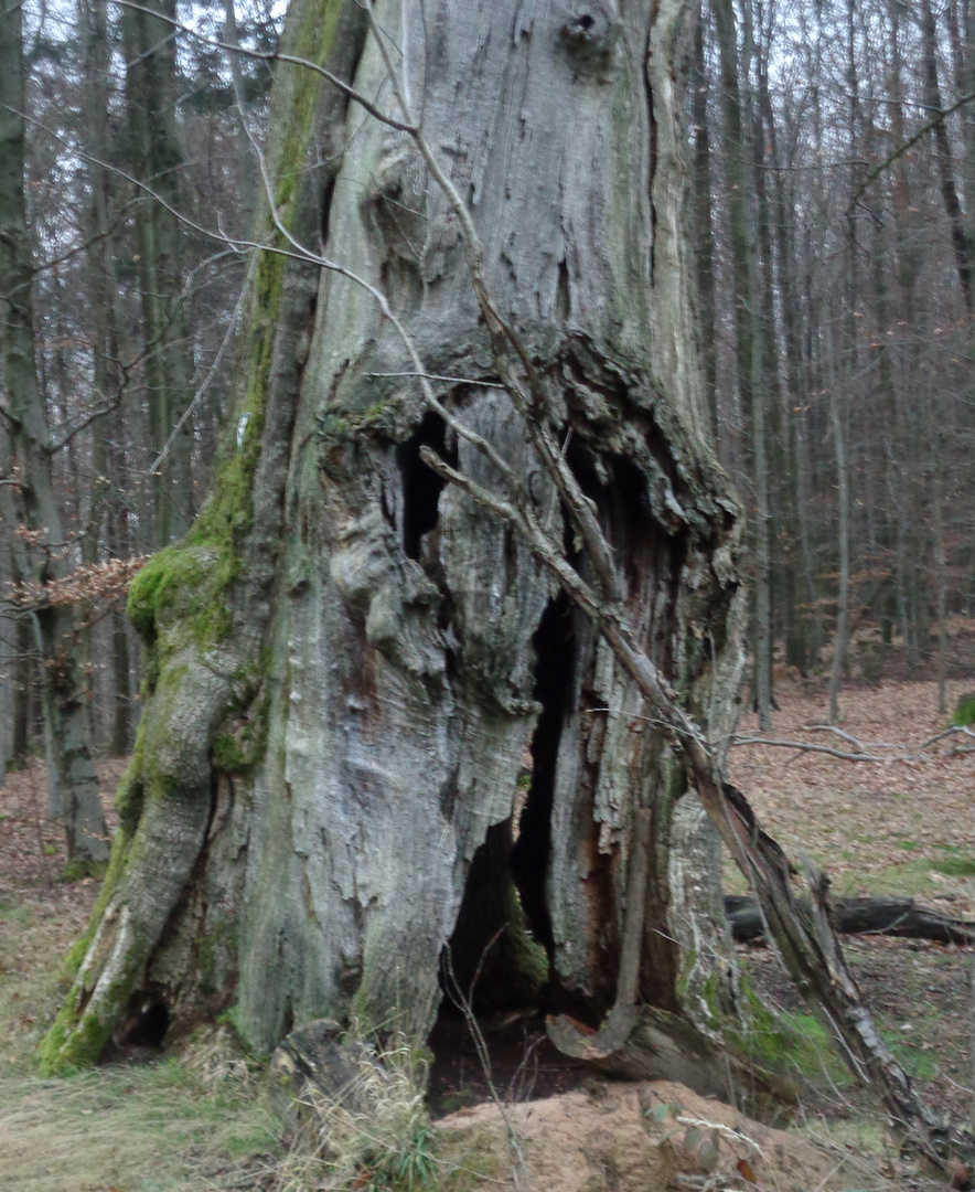 Alt ist der Baum 