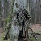 Alt ist der Baum 