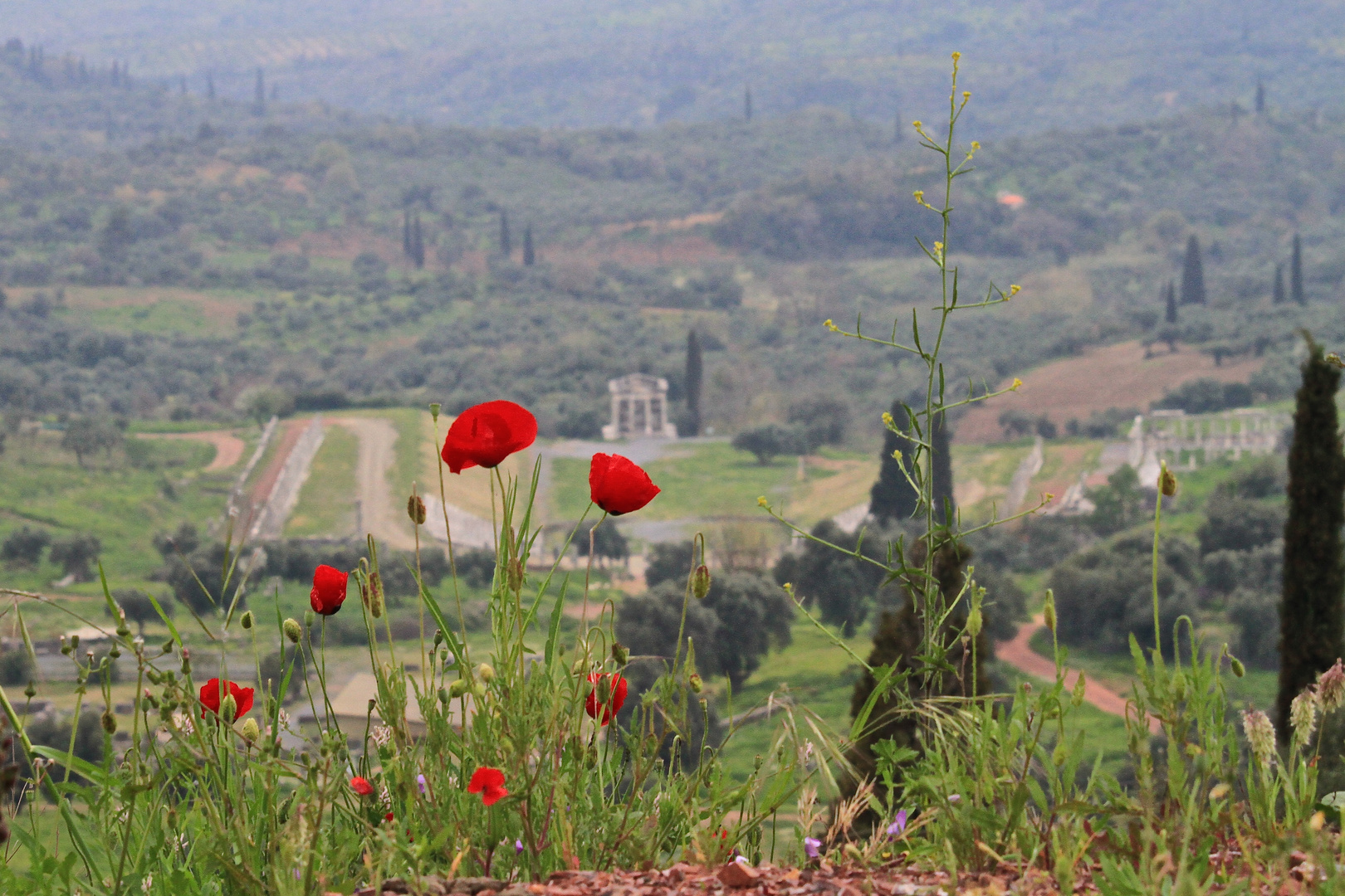 Alt Messene hinter rotem Mohn