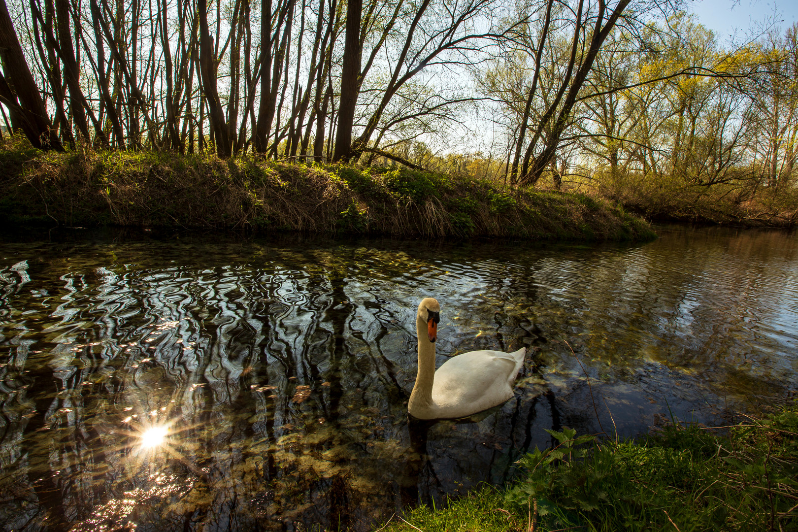 Alt-Rhein Schwan