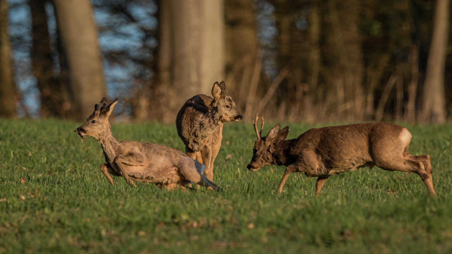 Alt- und Jungbock