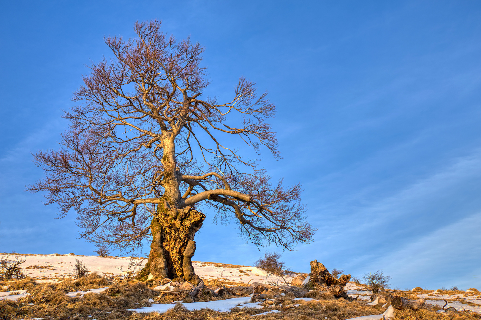 alt und knorrig - Hutebuche in der Rhön...