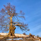 alt und knorrig - Hutebuche in der Rhön...