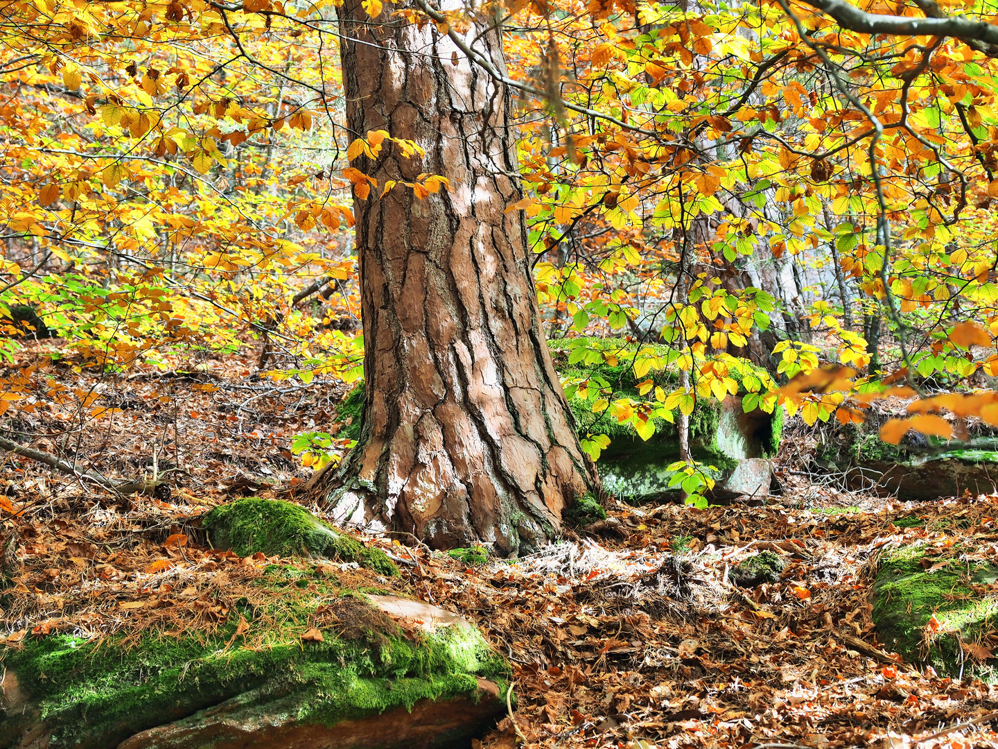 ..alt und mächtig im Herbst