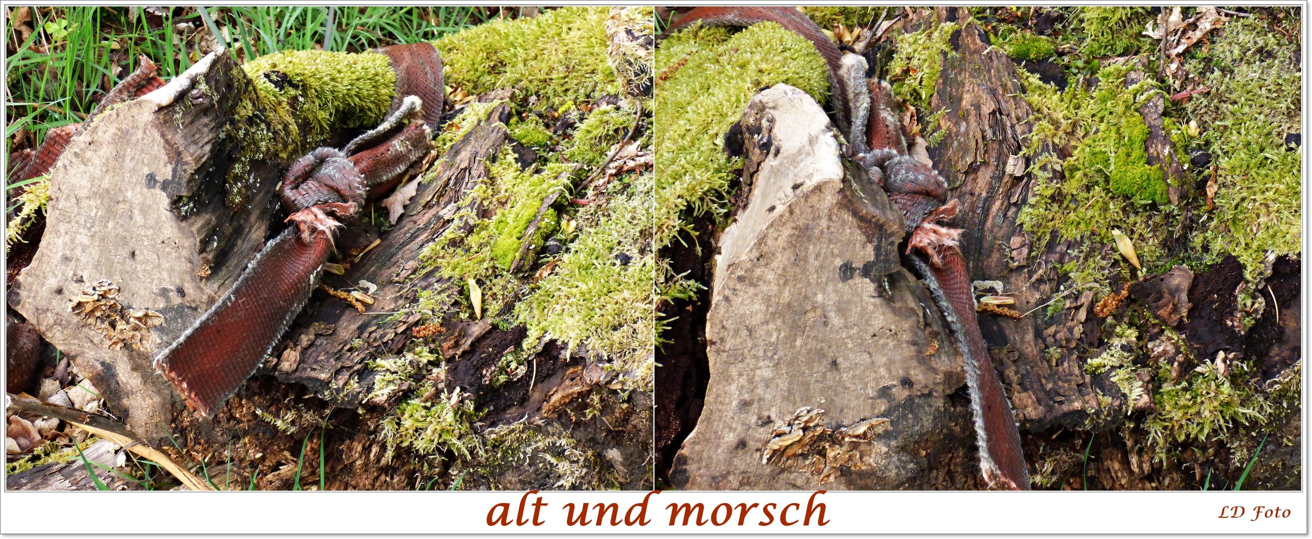 alt und morsch