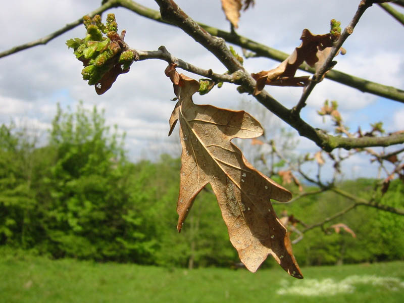 Alt und Neu in der Natur