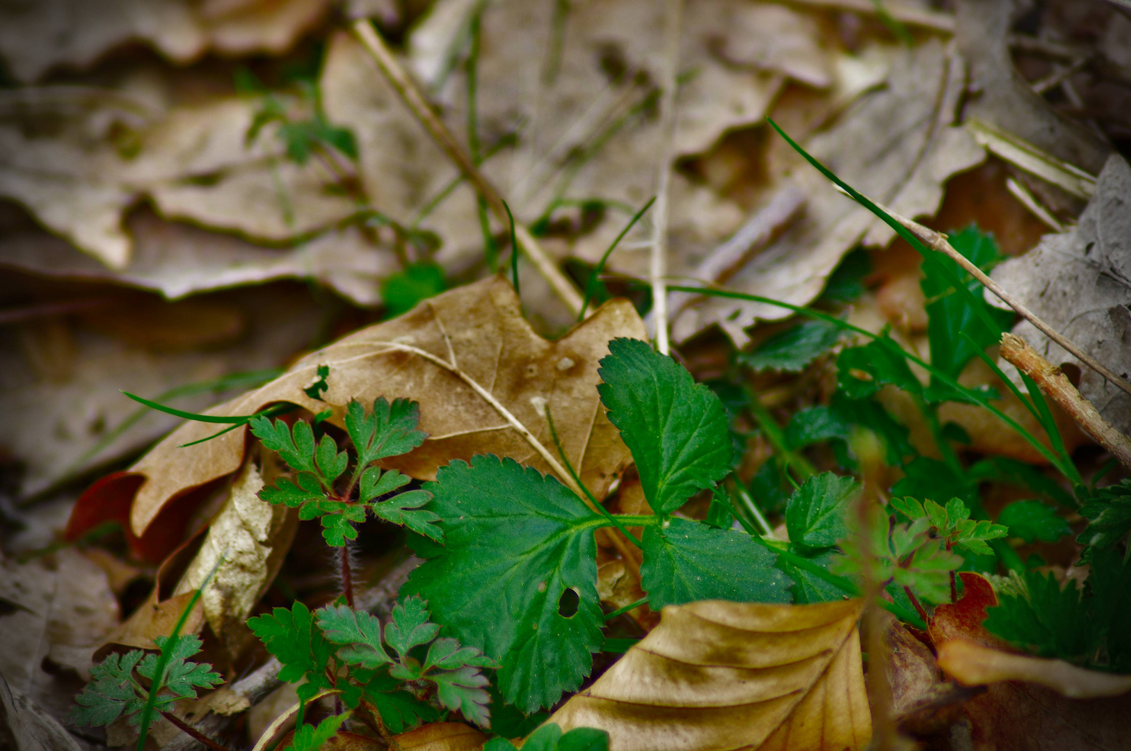 Alt und neu in der Natur