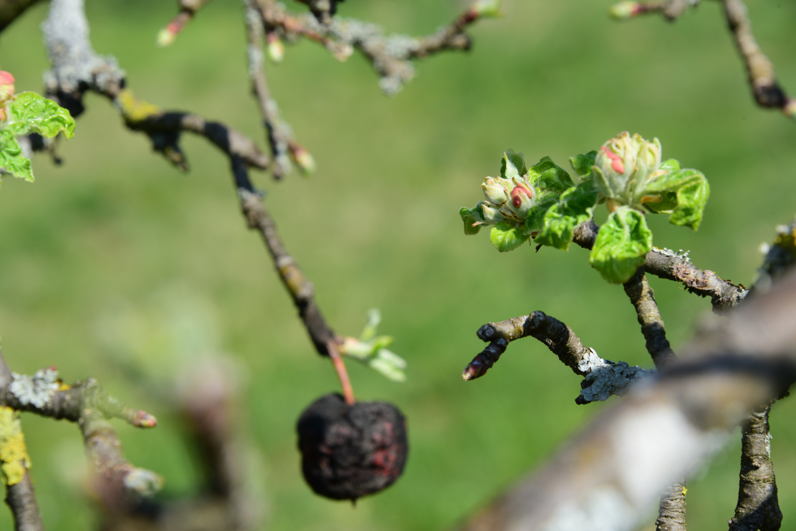 Alt und neu vereint am Baum