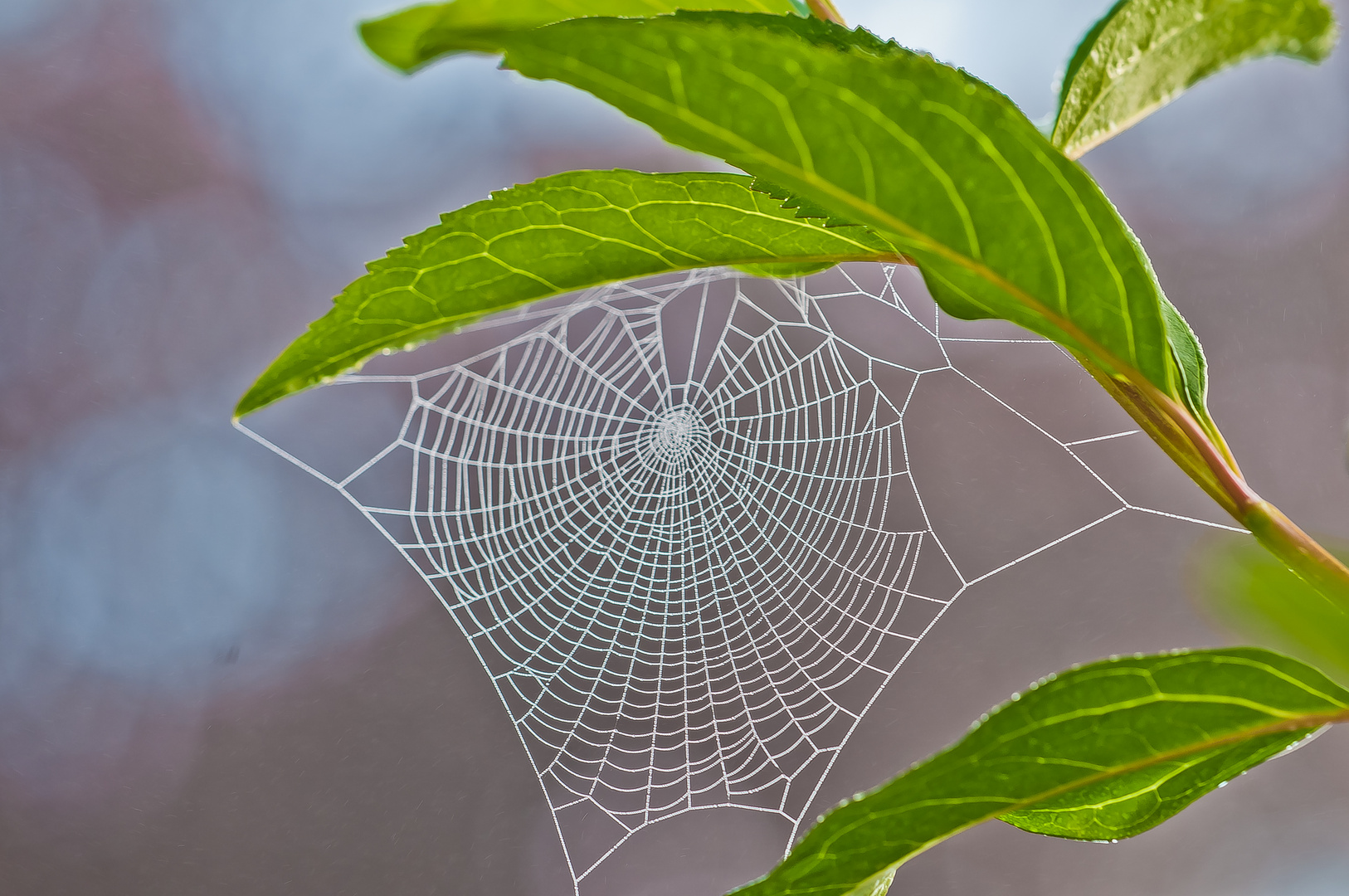 "ALT-WEIBER-SOMMER,31.07.2015" 2.0