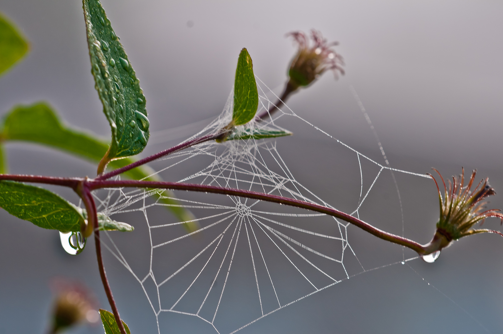 "ALT-WEIBER-SOMMER,31.07.2015"