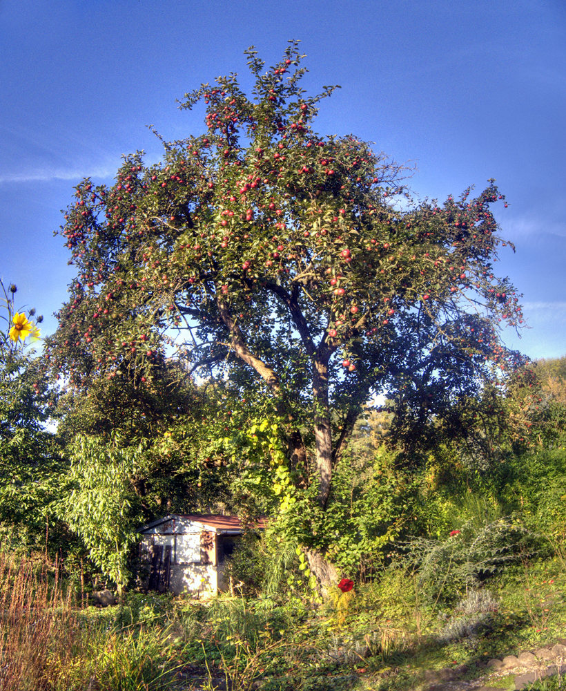 alt wie der Baum...