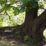 "Alt wie ein Baum"