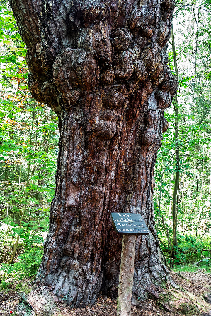 Alt wie ein Baum