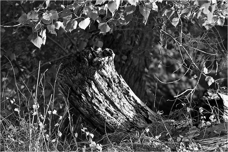 Alt wie ein Baum