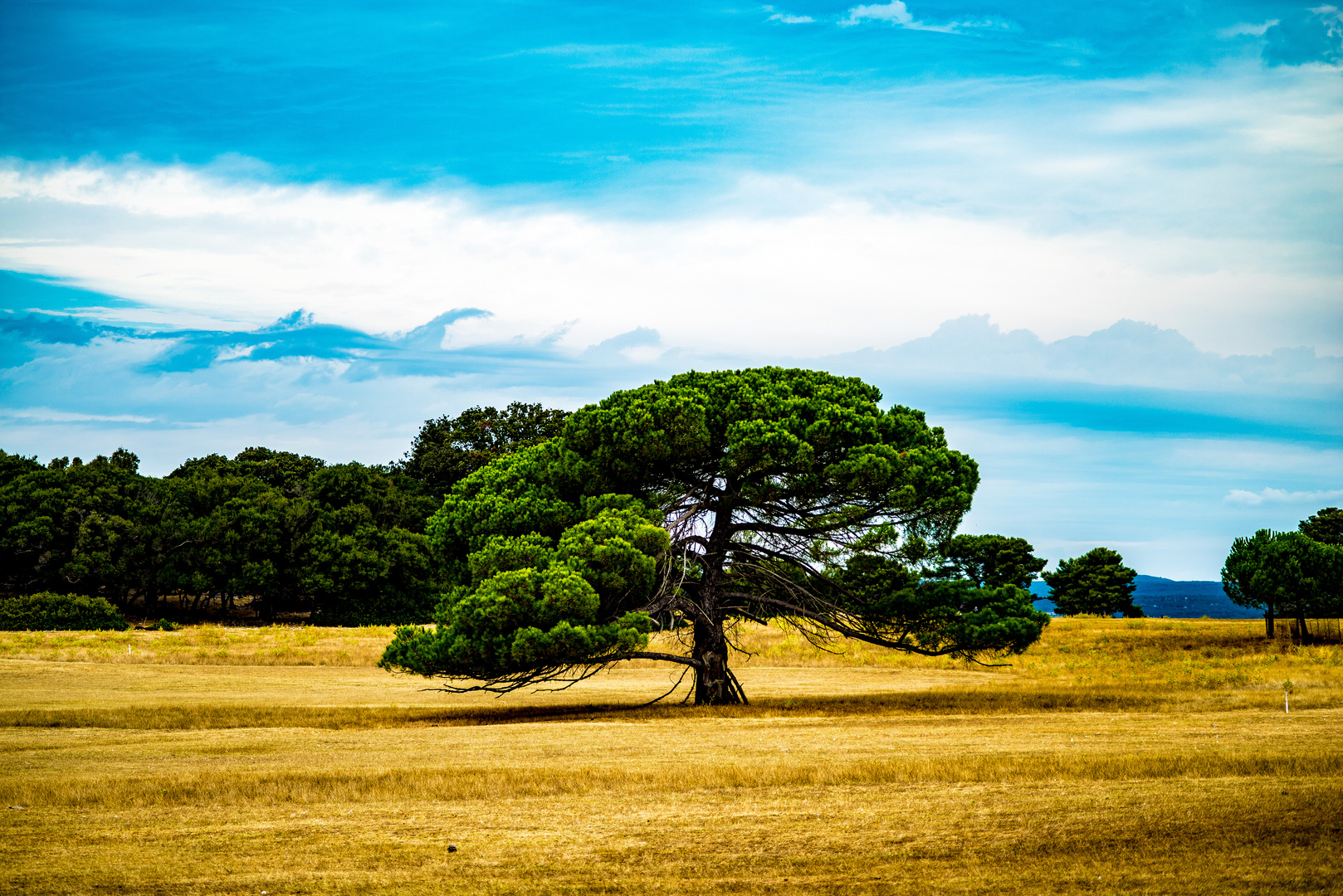 alt wie ein Baum........