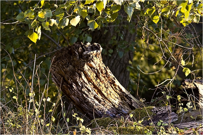 Alt wie ein Baum # 1