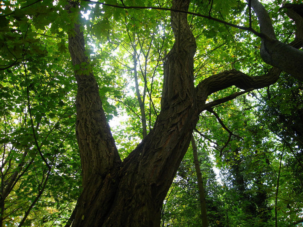 Alt wie ein Baum