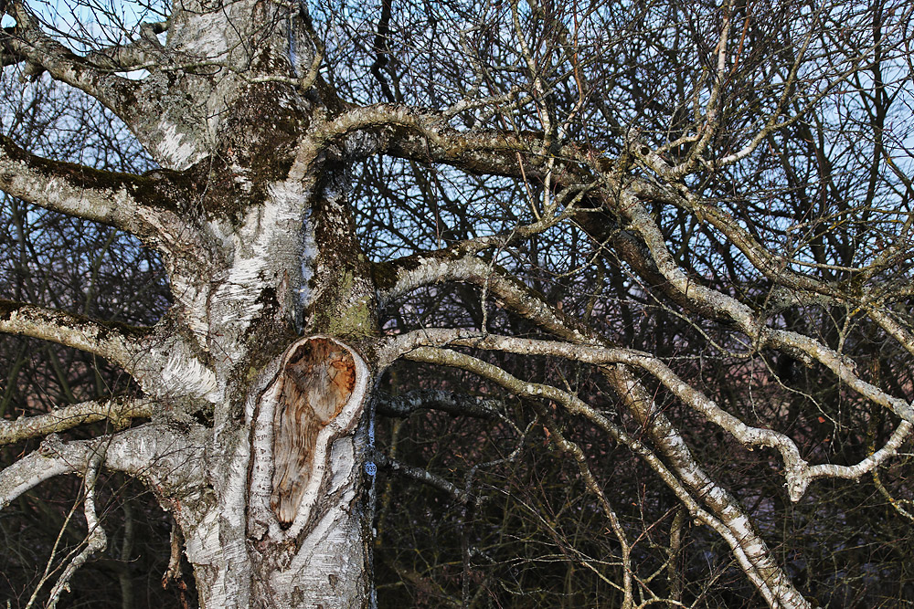 alt wie ein Baum