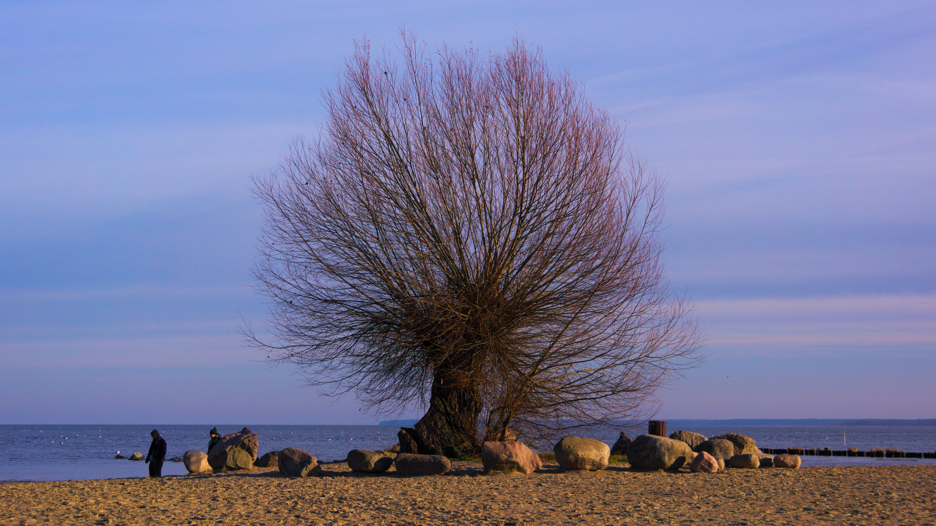 Alt wie ein Baum