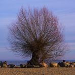 Alt wie ein Baum